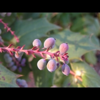 Mahonia Bealei (fam Berberidacees) (Chine) (4)